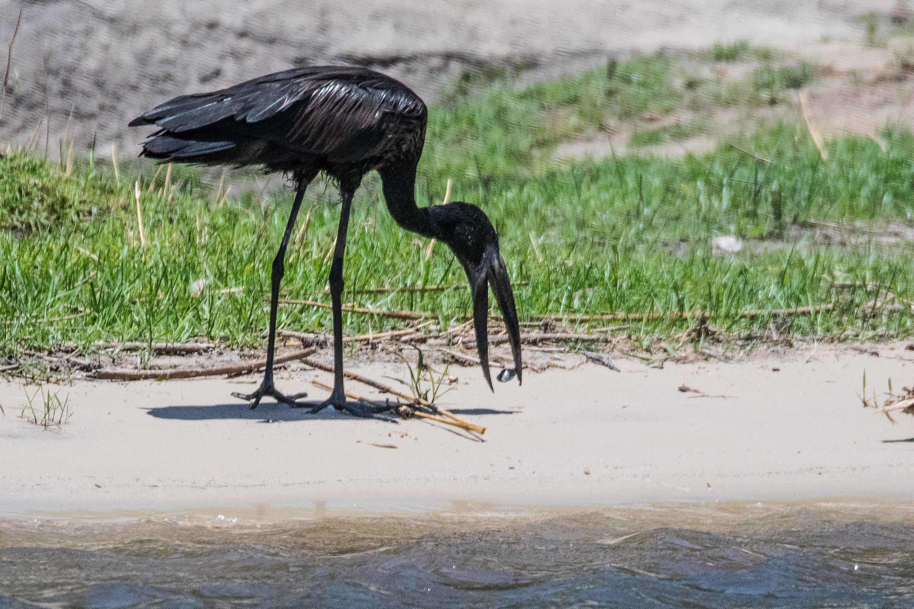 Bec-ouvert africain (African openbill, Anastomus lamelligerus), adulte nuptial se préparant à avaler un mollusque qu'il vient de pêcher, Botswana